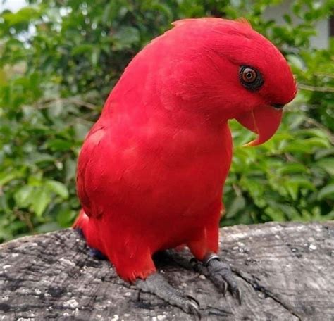 red parrot rnatureisfuckinglit