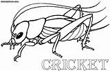 Cricket Coloring 12kb 1000 sketch template