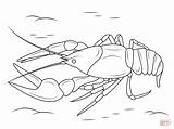 Crawfish Coloring Pages Crayfish Drawing Crustacean Printable Sheet Template Danube Drawings sketch template