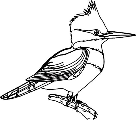 tropical bird animal coloring pages