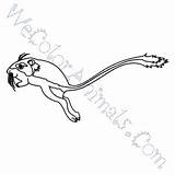 Coloring Kangaroo Rat Pages Click sketch template
