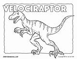 Velociraptor Coloring Pages Dinosaur Color Printables Jurassic Park Sheets Tsgos Blue Print Tim Kids Drawing Timvandevall Choose Board sketch template
