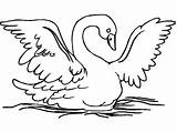 Cisne Desenho Fofo Swans sketch template