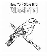 Bird Coloring State Pages Blue Flower Birds Arkansas York Printable sketch template