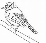 Uccello Tropicale Oiseau Ocell Aves Uccelli Dibuix Tropicales Acolore Dibuixos Pajaro Pájaro Oiseaux Coloritou sketch template