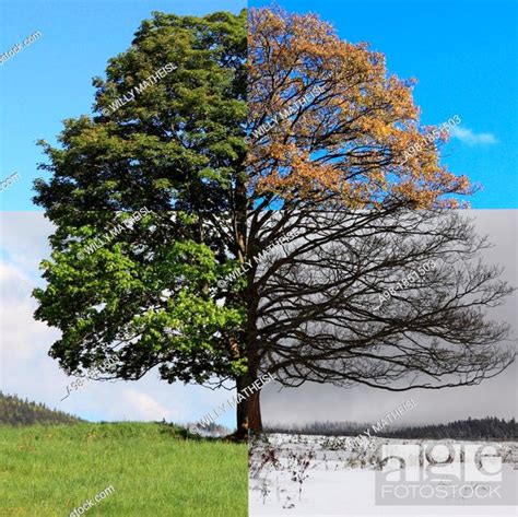 digital composite   seasons   single sycamore maple tree