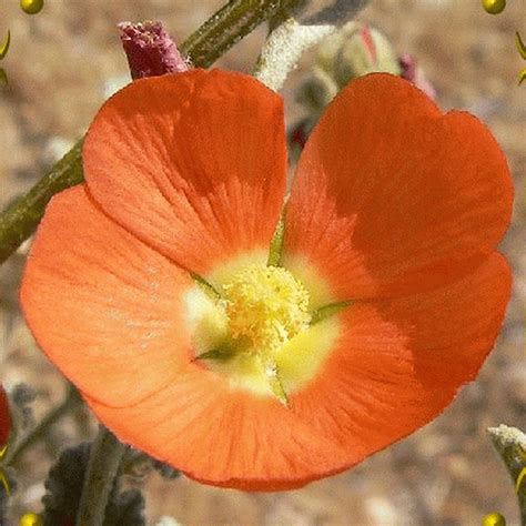 sphaeralcea ambigua desert globemallow wildflower seeds