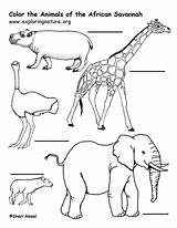 African Savanna Labeling sketch template