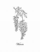 Wisteria Drawing Paintingvalley sketch template
