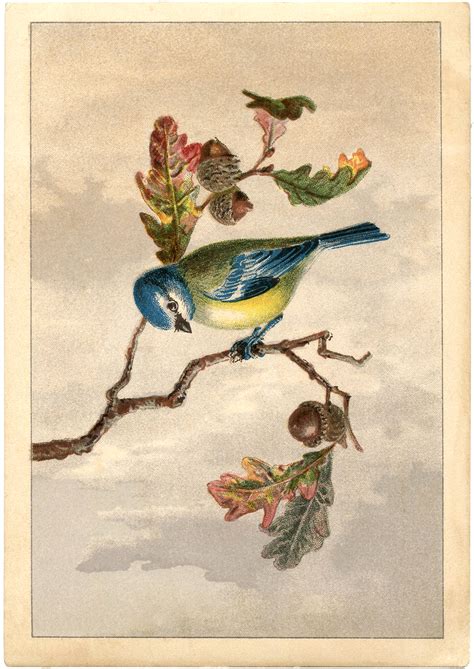 vintage bird prints tyjsergdhj