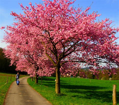 sakura die japanische kirsche sprockhoevel hasslinghausen