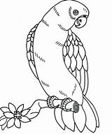 Coloring Parrot Pages Bird Baby Getcolorings sketch template