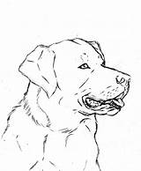 Labrador Sketch sketch template