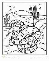 Desert Snake Coloring Animals Pages Colouring Snakes Worksheets Kindergarten Scene Ecosystem Worksheet Drawing Sheet Crafts Books Drawings Grade Habitat Preschool sketch template