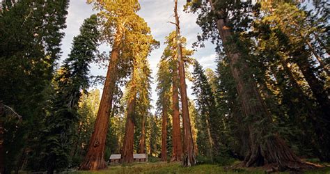 giant sequoias save the redwoods league