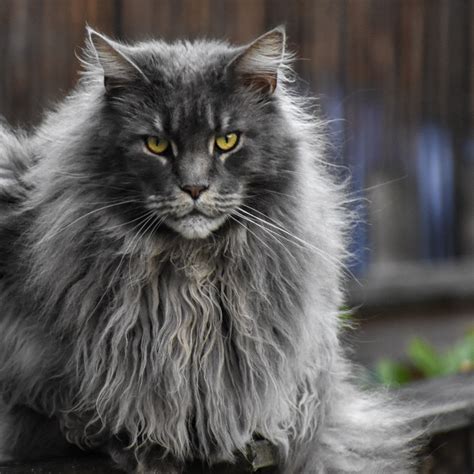 identify cat breeds  ear tufts  fluffy tails pethelpful