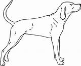 Coonhound Clipart Outline Dog Clipground Clip sketch template