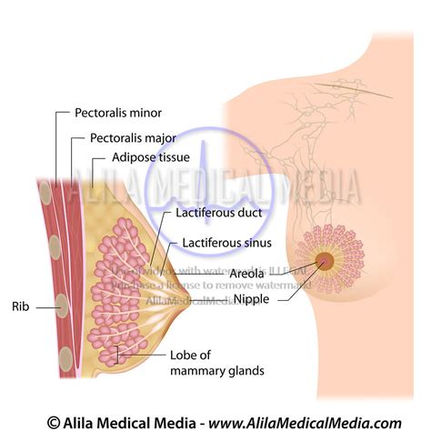 Alila Medical Media Female Reproductive System Images