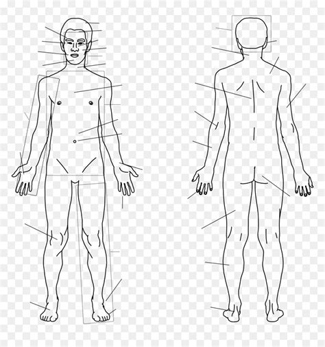 aggregate    human body sketch outline super hot seveneduvn