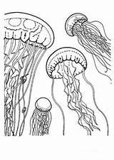 Coloring Pages Jellyfish Kids Clipart Comments Library sketch template