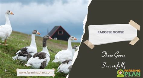 faroese goose  geese successfully farming plan