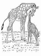 Girafa Colorat Desene sketch template