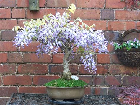 wisteria bonsai  mapotter flickr