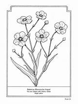 Coloring Pages Flowers Book Dover Language Flower Mandala Choose Board sketch template