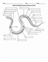 Anatomy Reptile Snakes Montessori Reptiles sketch template
