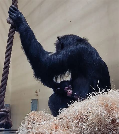 chimpansee ziet levenslicht  beekse bergen tilburgersnl natuur milieu dieren
