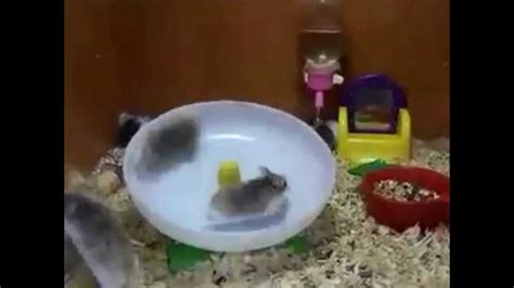 2 Hamsters 1 Wheel Best Edm Version Youtube