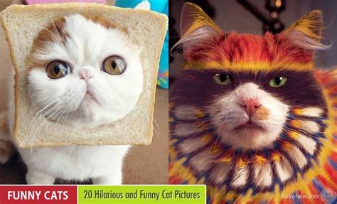 hilarious  funny cat pictures    laugh