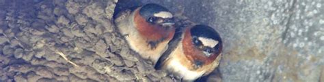 Monterey County Swallows