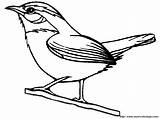 Alondra Canary Oiseau Fringuello Wren Schablonen Adulte Einfache Buzz2000 S1199 sketch template
