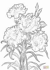 Coloring Pages Flower Ohio Carnation State Flowers Scarlet Printable Drawing Rose Sheets Colouring Drawings Color Hawaii Beautiful Print Adult Getdrawings sketch template