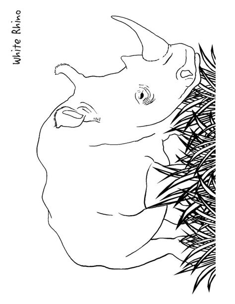 rhinoceros coloring page   rhinoceros coloring page