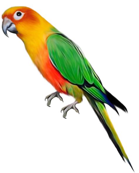 parrot png images