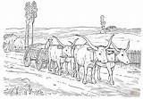 Boi Puxando Oxen Desenho Aratro Buoi Carroça Fazenda Ox sketch template