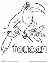 Toucan Rainforest Toco Toucans Zoo Birds Kindergarten Safari Craft Drawings Designlooter sketch template