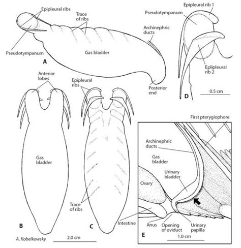 anatomy of the visceral cavity of eugerresmexicanus teleostei gerreidae