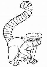 Lemur Coloring Pages sketch template