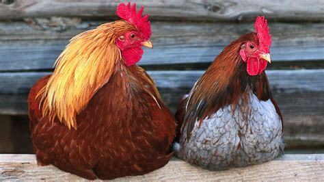 phls  breed  chicken lays  eggs   feed gma news