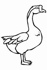 Goose Coloring Pages Animal Color Swan Animals Kids Endangered Online Printable Thecolor Sheets Gif Print sketch template