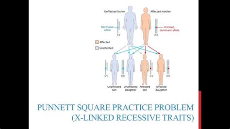 punnett square practice problems x linked recessive