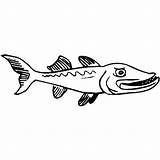 Barracuda Coloring Pages Fish Angry Print Button Using sketch template
