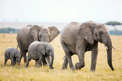 elephants  left   world readers digest