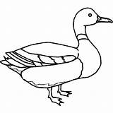 Mallard Itik Indah Mewarna Ducks Clipartmag Getcolorings sketch template