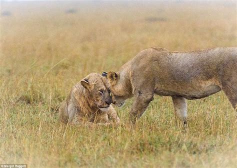 Photographer Margot Raggett Captures African Wildlife Enjoying
