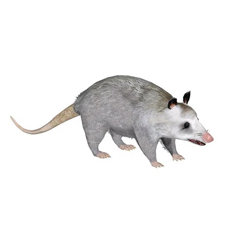 png possum transparent possumpng images pluspng