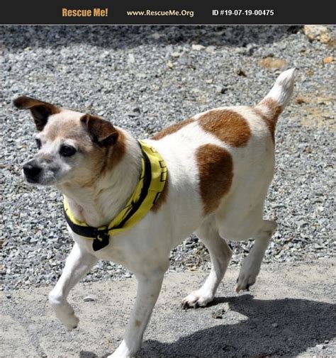 Adopt 19071900475 ~ Jack Russell Rescue ~ Siler City Nc